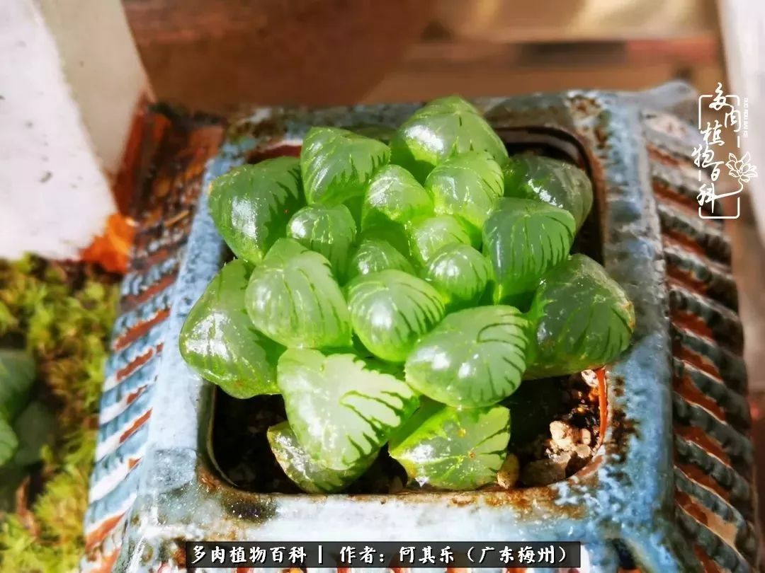 我的阳台“肉园”,看着它们,亦可醉生梦死了