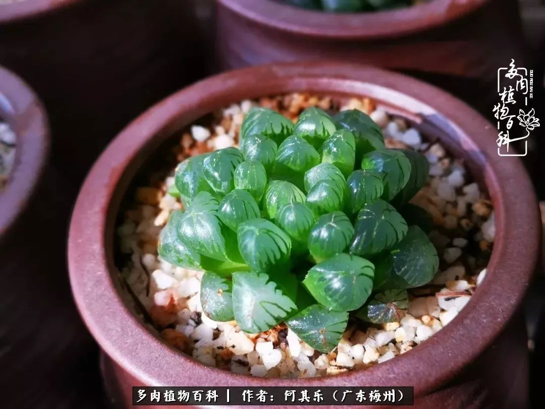 我的阳台“肉园”,看着它们,亦可醉生梦死了