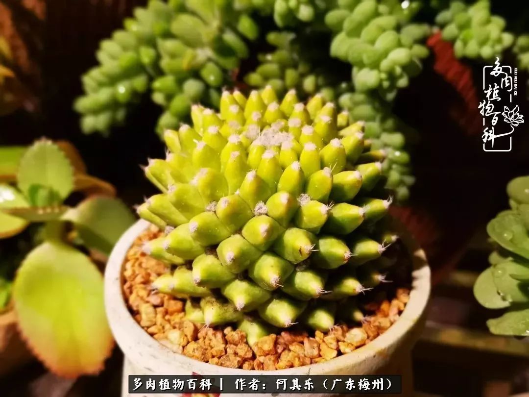 我的阳台“肉园”,看着它们,亦可醉生梦死了