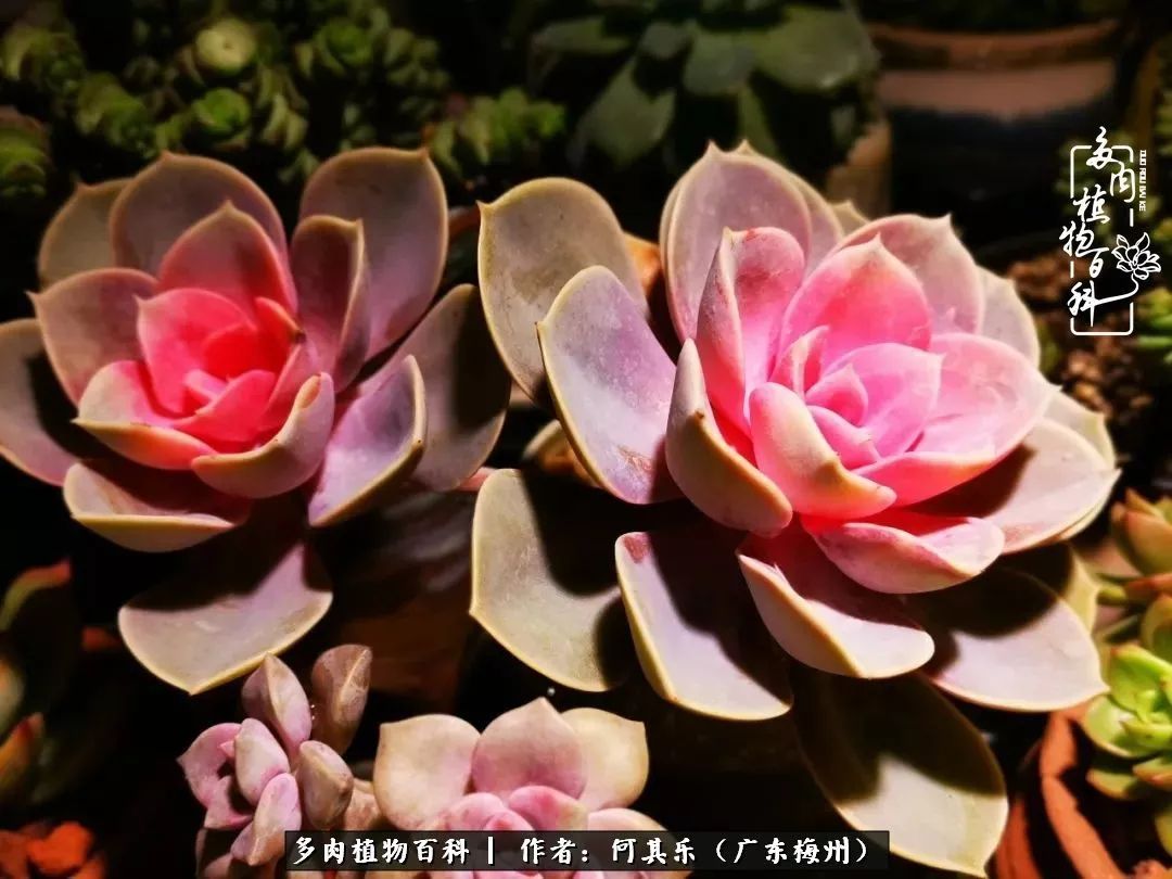 我的阳台“肉园”,看着它们,亦可醉生梦死了