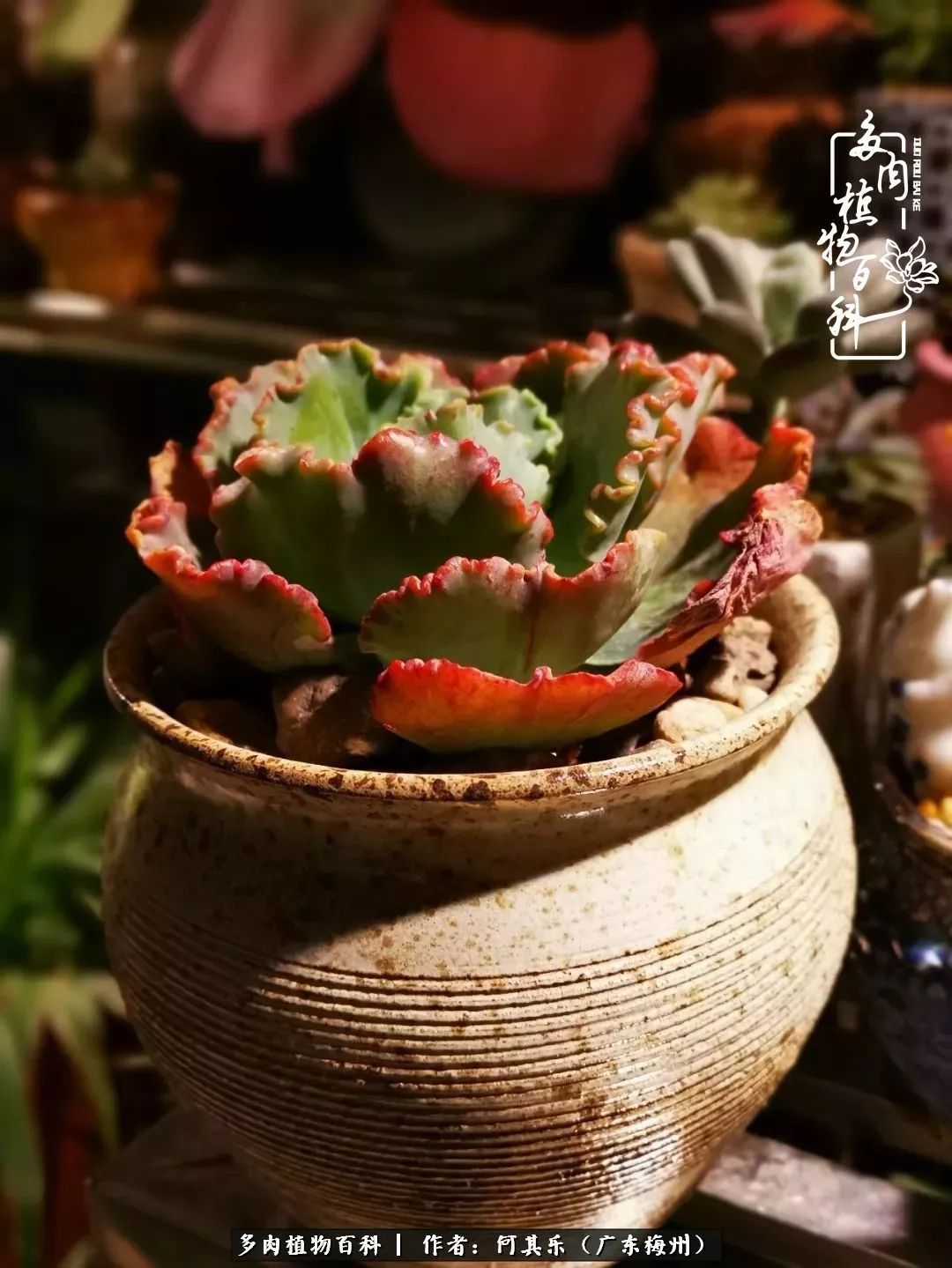 我的阳台“肉园”,看着它们,亦可醉生梦死了