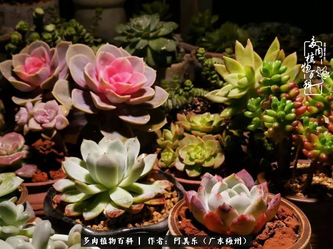 我的阳台“肉园”,看着它们,亦可醉生梦死了