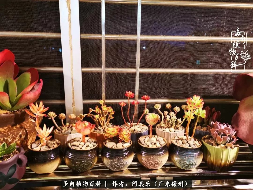 我的阳台“肉园”,看着它们,亦可醉生梦死了