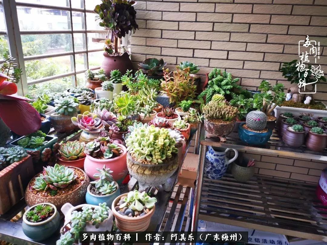 我的阳台“肉园”,看着它们,亦可醉生梦死了