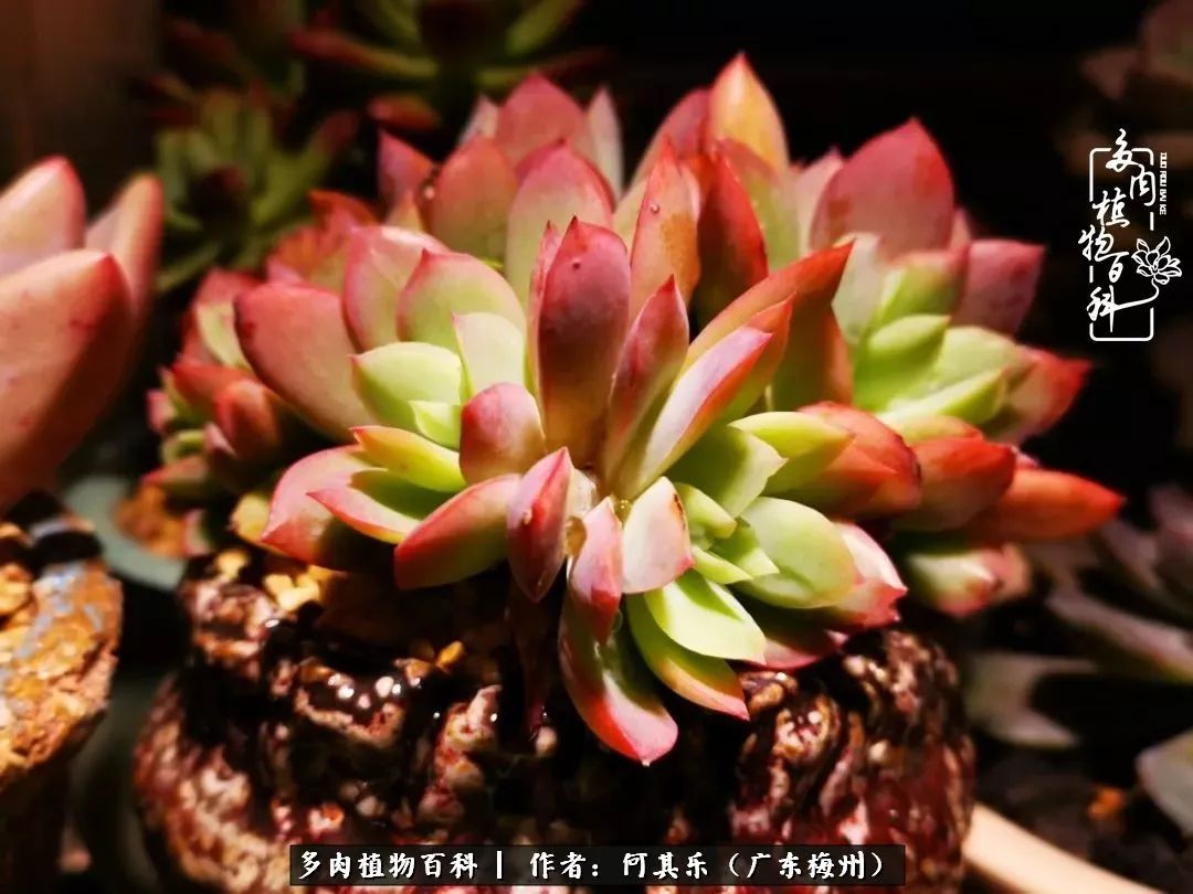 我的阳台“肉园”,看着它们,亦可醉生梦死了