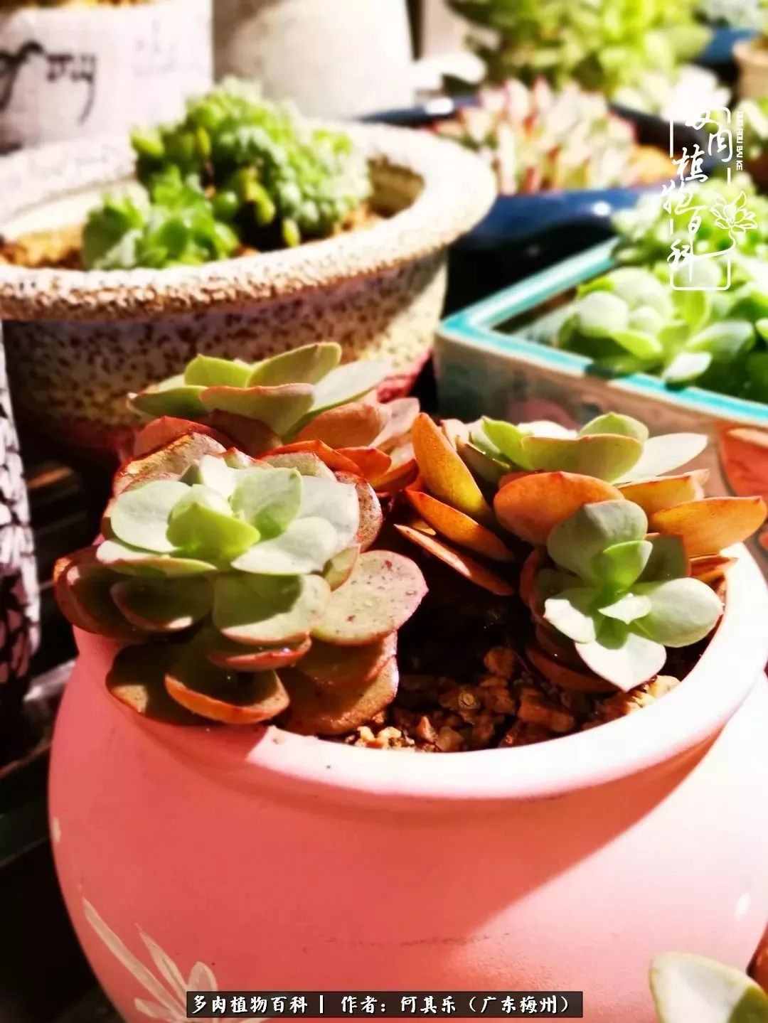 我的阳台“肉园”,看着它们,亦可醉生梦死了