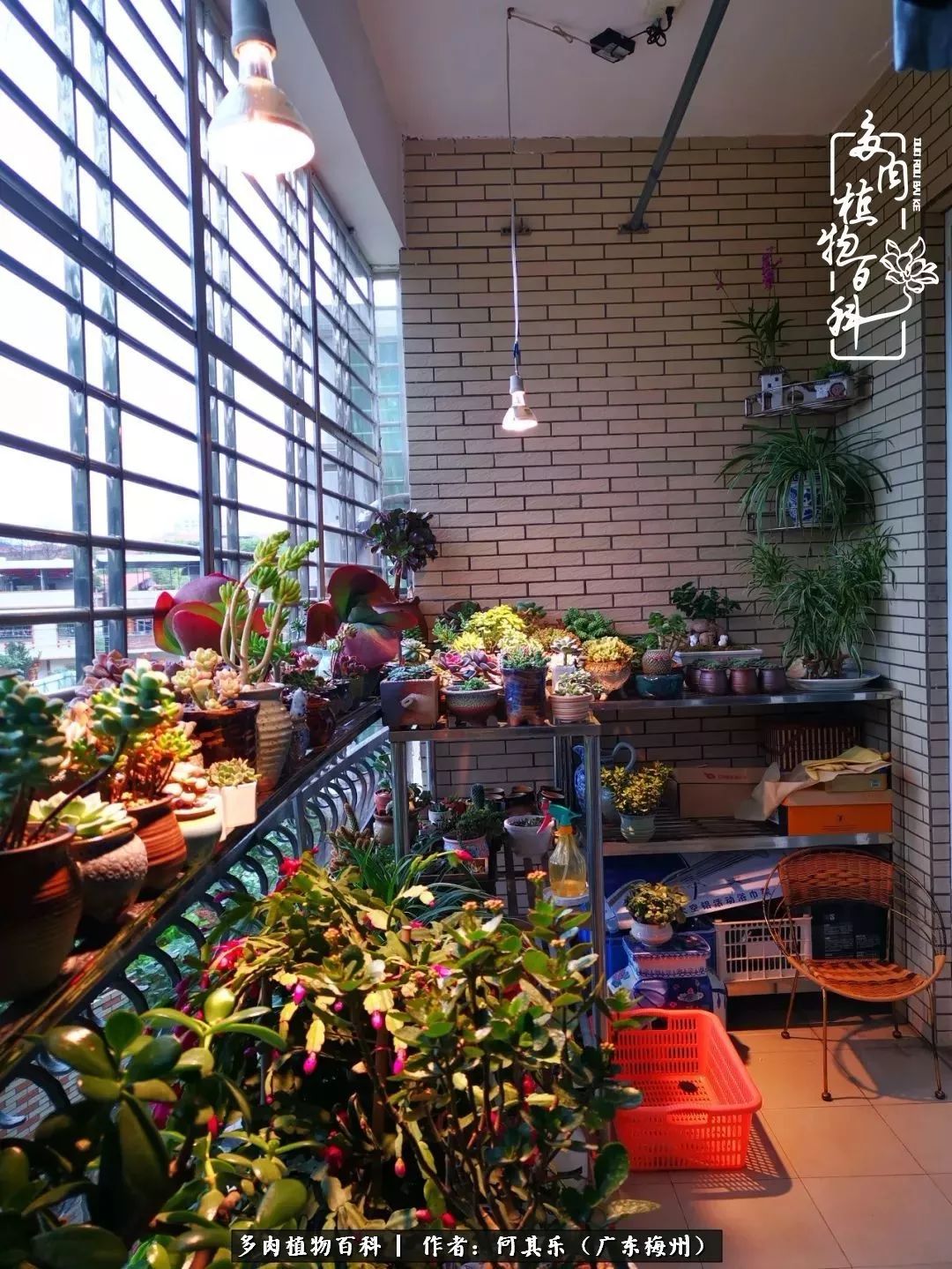 我的阳台“肉园”,看着它们,亦可醉生梦死了