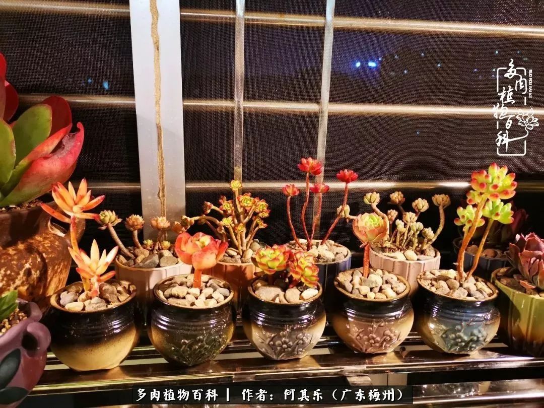 我的阳台“肉园”,看着它们,亦可醉生梦死了