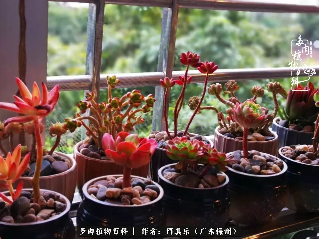 我的阳台“肉园”,看着它们,亦可醉生梦死了