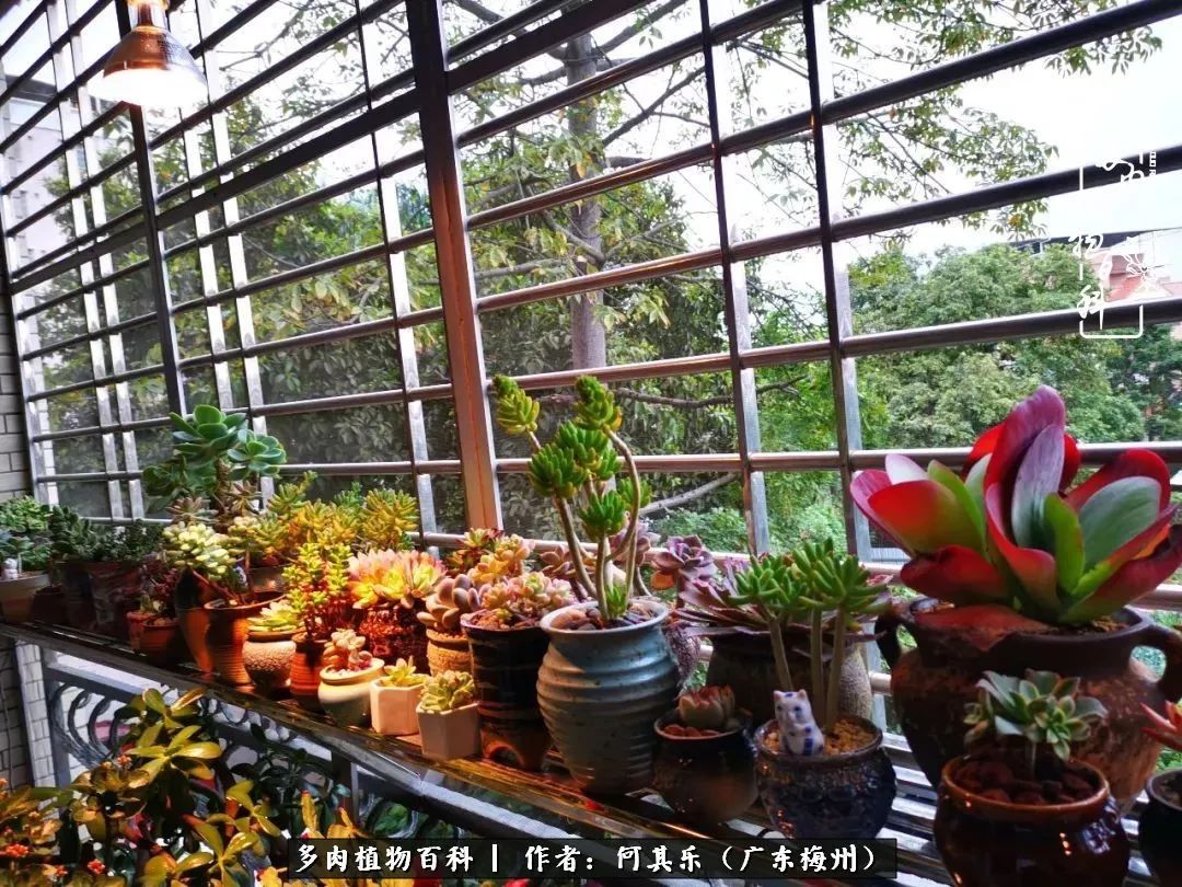 我的阳台“肉园”,看着它们,亦可醉生梦死了