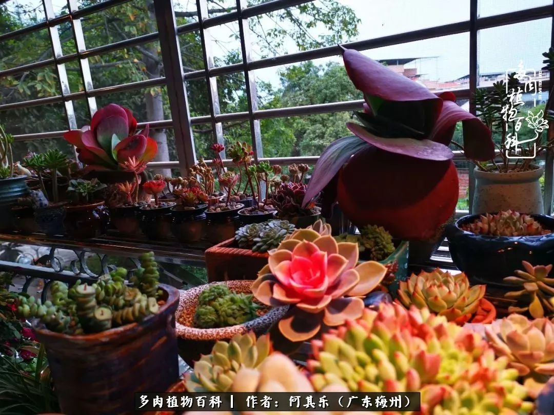 我的阳台“肉园”,看着它们,亦可醉生梦死了