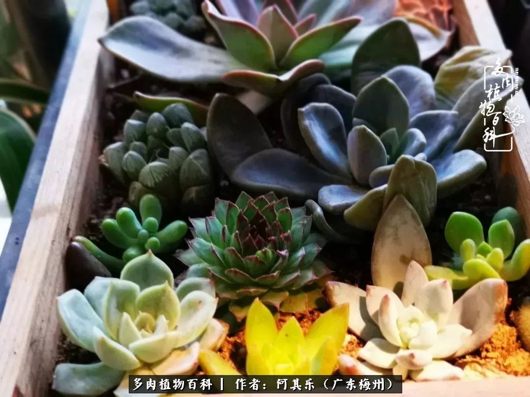 我的阳台“肉园”,看着它们,亦可醉生梦死了