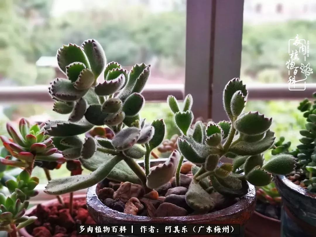 我的阳台“肉园”,看着它们,亦可醉生梦死了