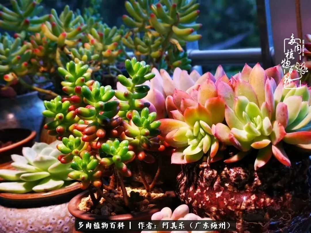 我的阳台“肉园”,看着它们,亦可醉生梦死了