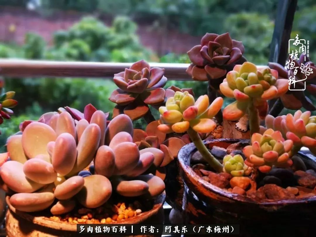 我的阳台“肉园”,看着它们,亦可醉生梦死了