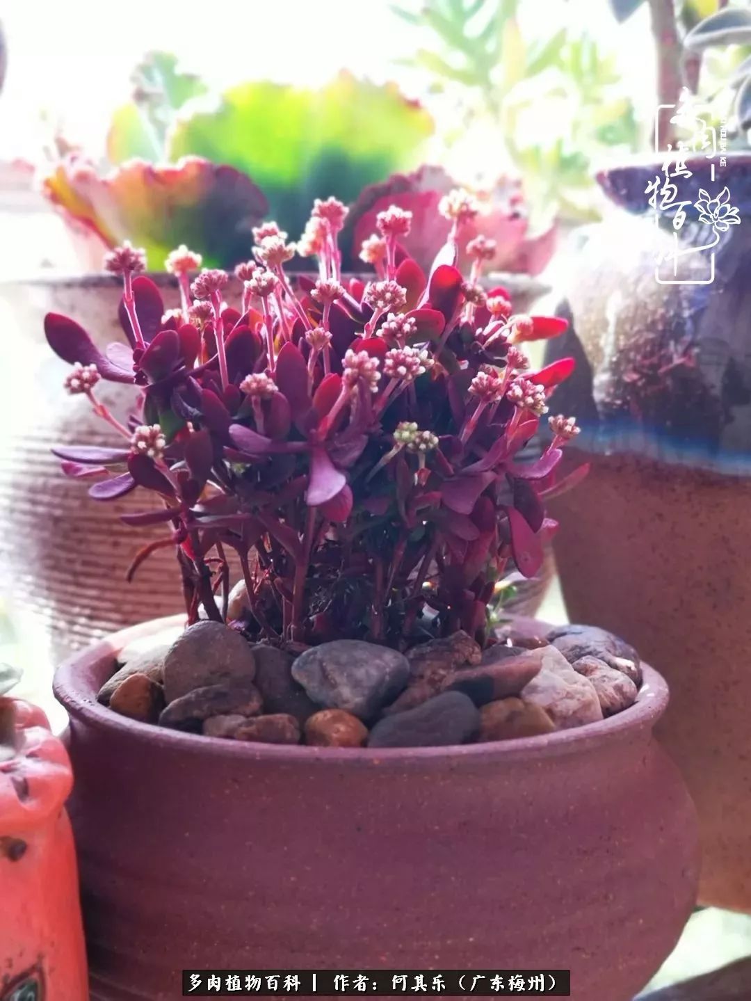 我的阳台“肉园”,看着它们,亦可醉生梦死了