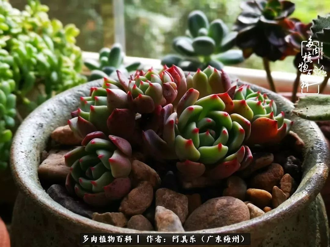 我的阳台“肉园”,看着它们,亦可醉生梦死了