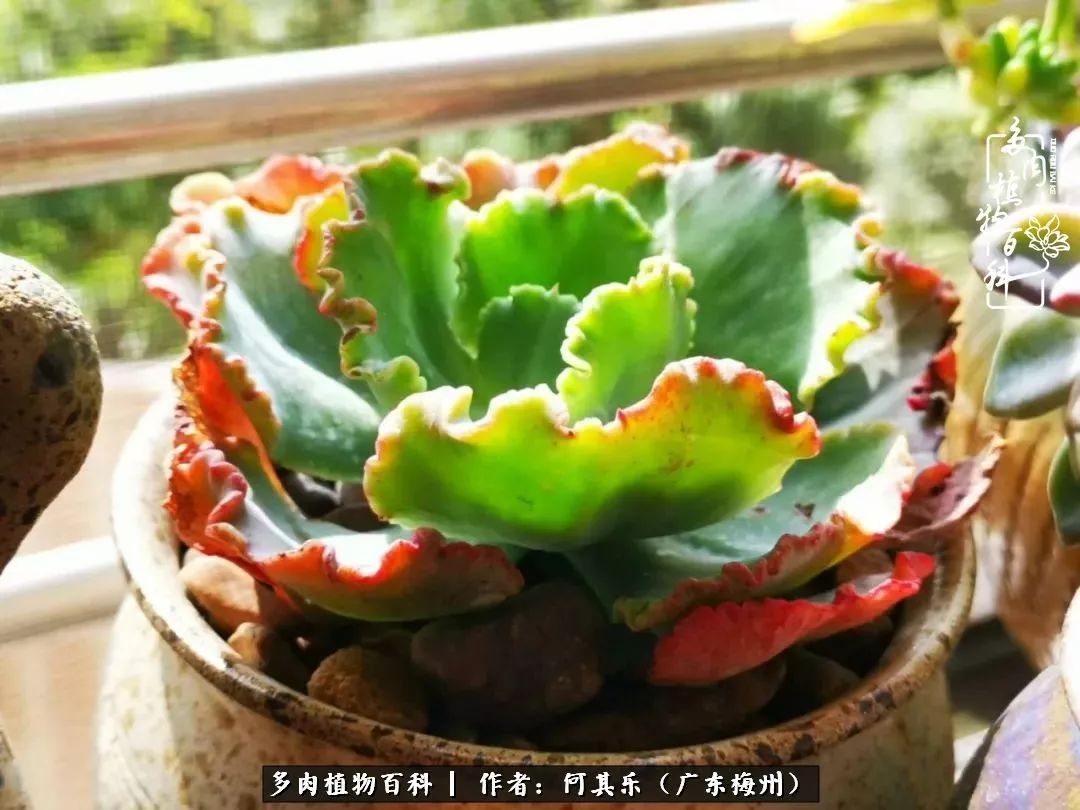 我的阳台“肉园”,看着它们,亦可醉生梦死了