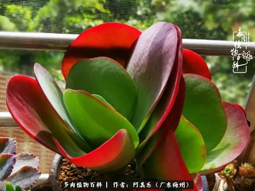 我的阳台“肉园”,看着它们,亦可醉生梦死了