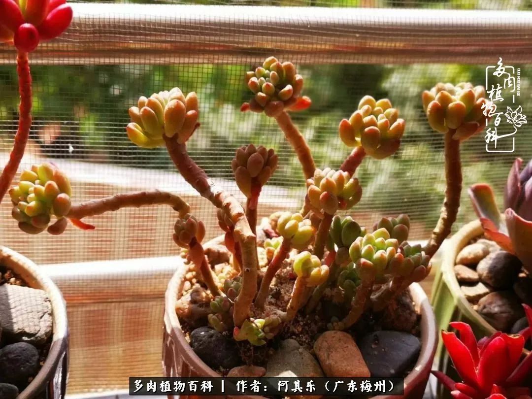 我的阳台“肉园”,看着它们,亦可醉生梦死了