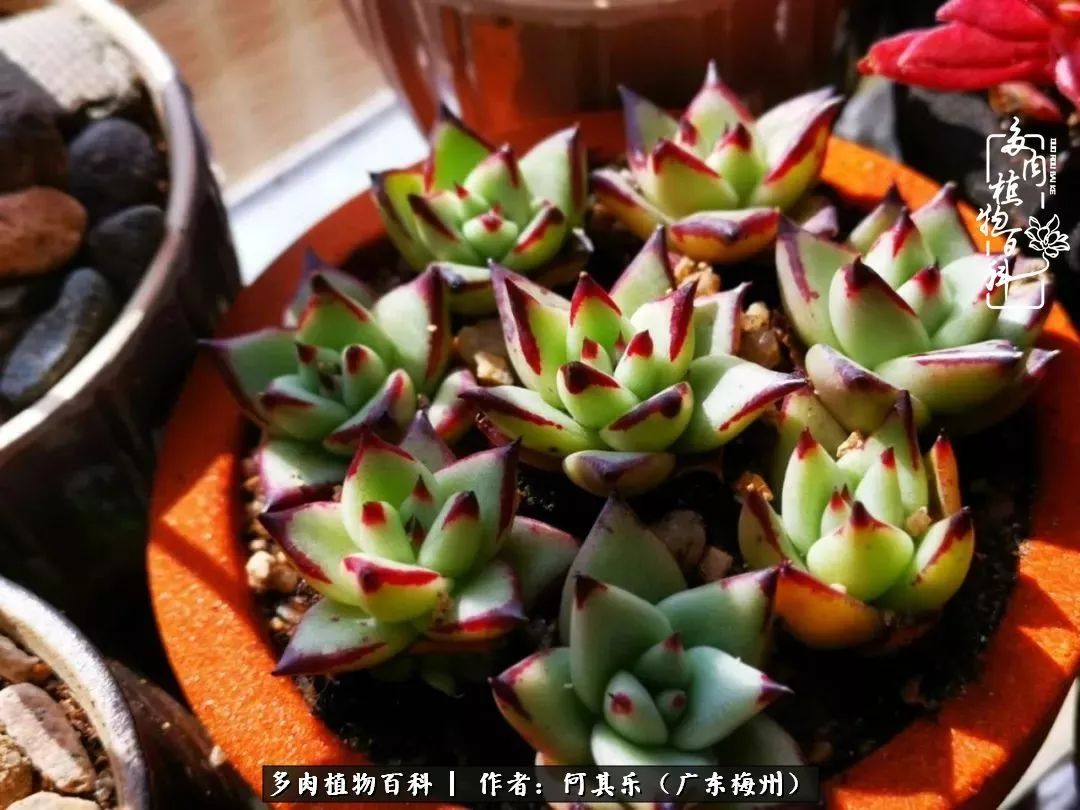 我的阳台“肉园”,看着它们,亦可醉生梦死了