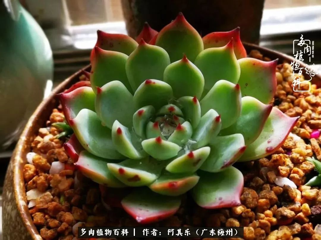 我的阳台“肉园”,看着它们,亦可醉生梦死了