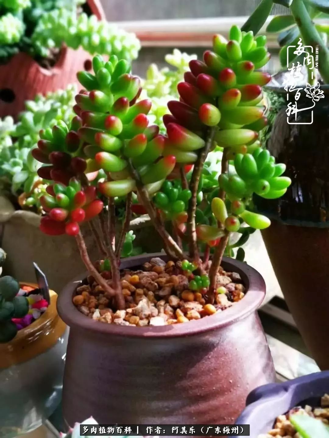 我的阳台“肉园”,看着它们,亦可醉生梦死了