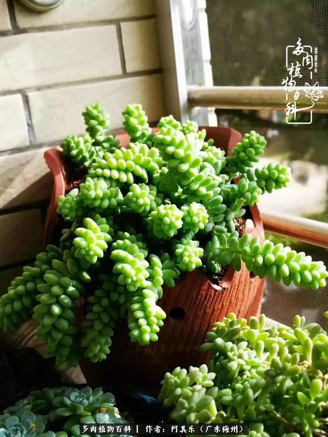 我的阳台“肉园”,看着它们,亦可醉生梦死了