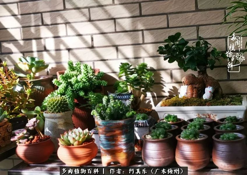 我的阳台“肉园”,看着它们,亦可醉生梦死了