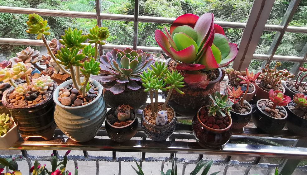 我的阳台“肉园”,看着它们,亦可醉生梦死了