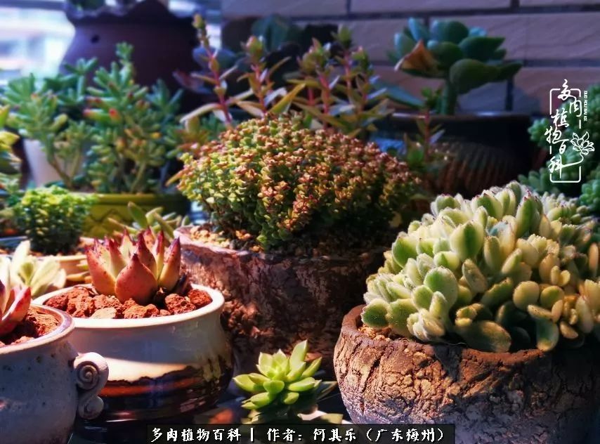 我的阳台“肉园”,看着它们,亦可醉生梦死了