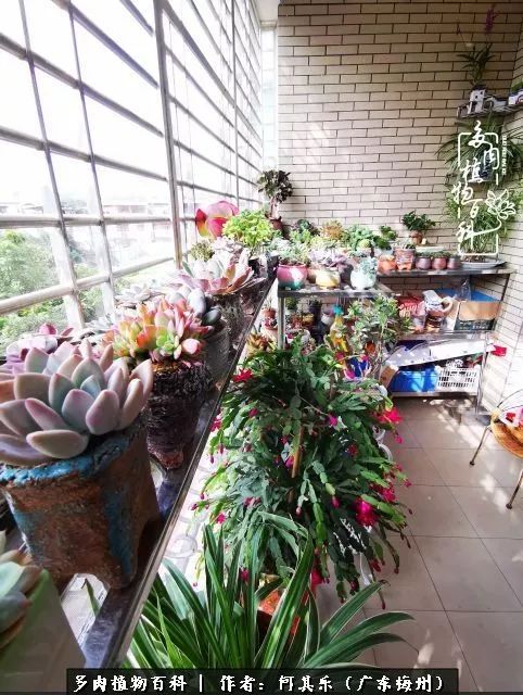 我的阳台“肉园”,看着它们,亦可醉生梦死了