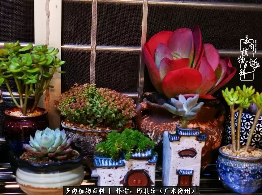 我的阳台“肉园”,看着它们,亦可醉生梦死了