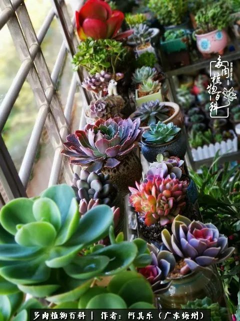 我的阳台“肉园”,看着它们,亦可醉生梦死了