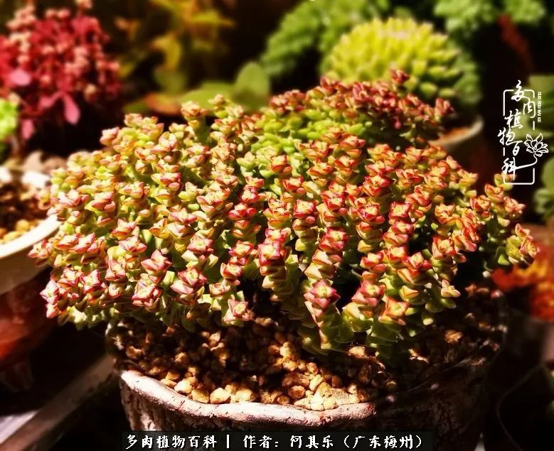 我的阳台“肉园”,看着它们,亦可醉生梦死了