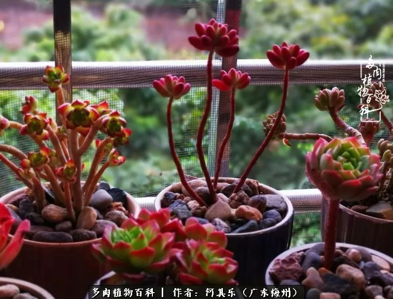 我的阳台“肉园”,看着它们,亦可醉生梦死了