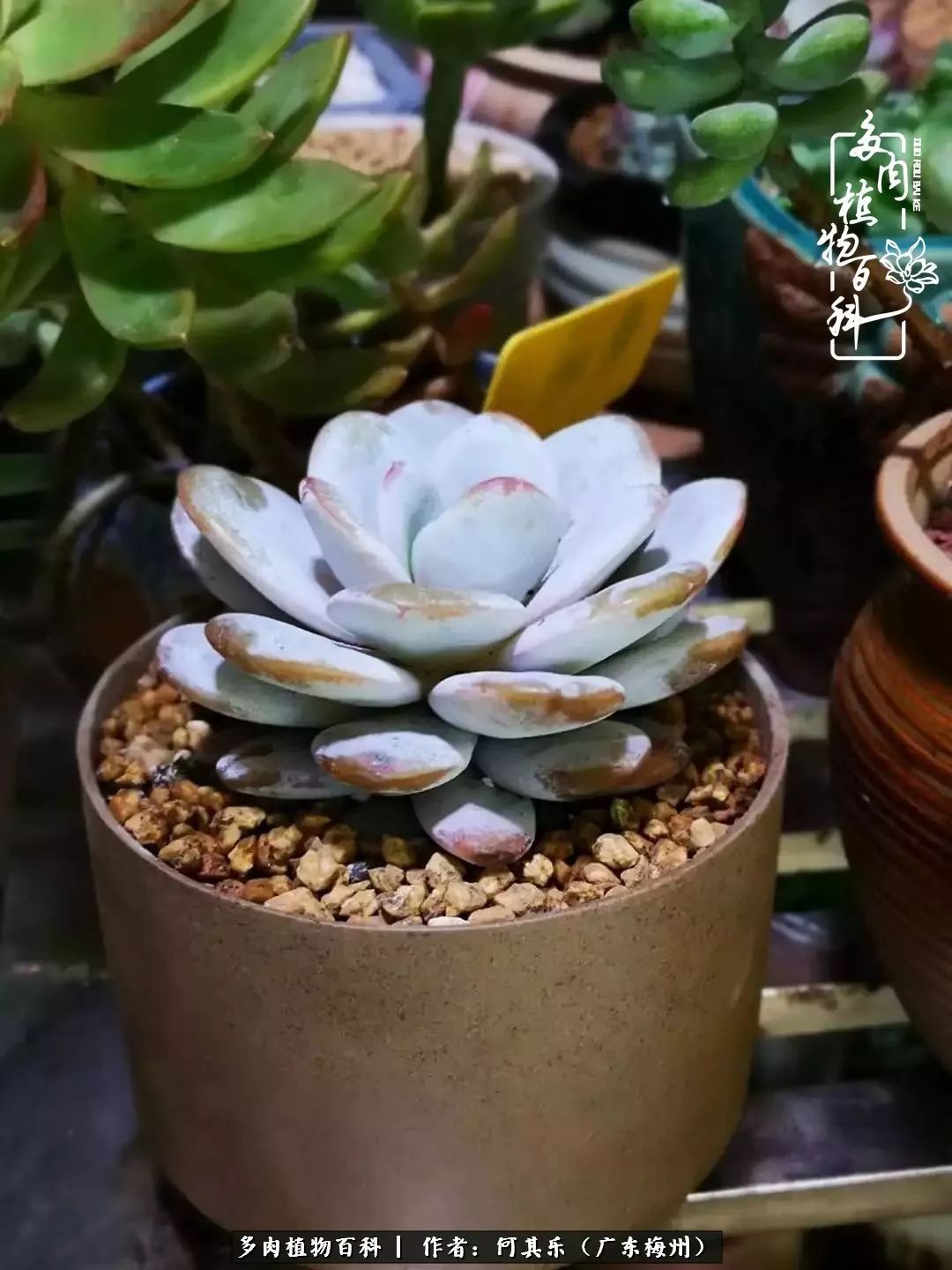 我的阳台“肉园”,看着它们,亦可醉生梦死了