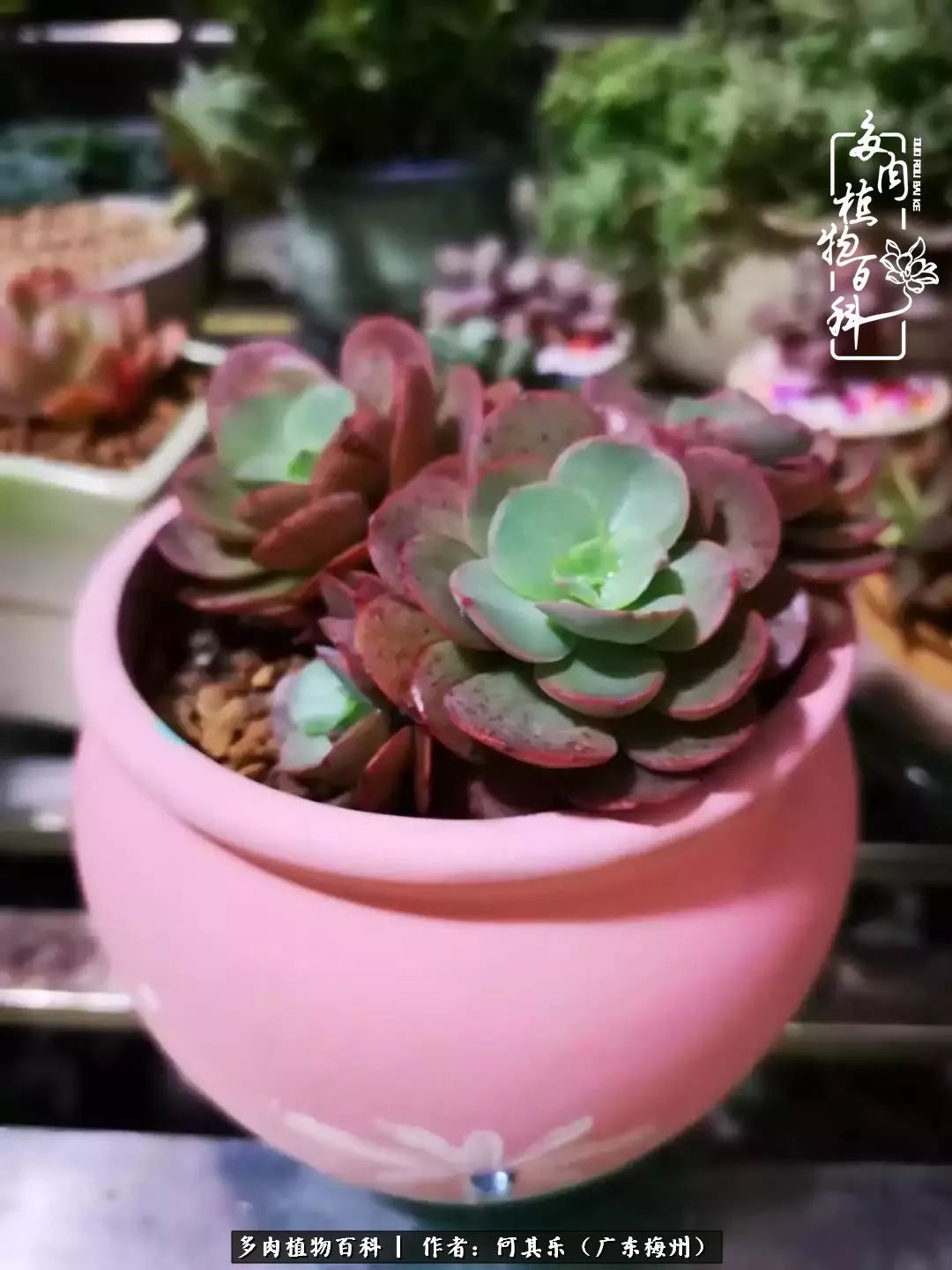 我的阳台“肉园”,看着它们,亦可醉生梦死了