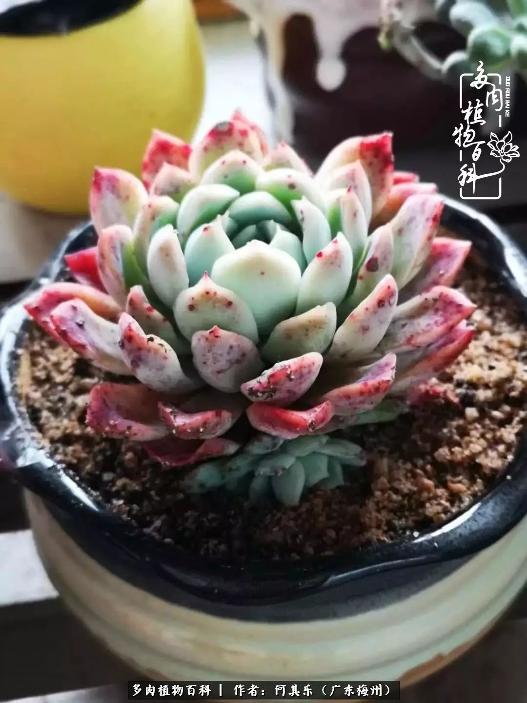 我的阳台“肉园”,看着它们,亦可醉生梦死了