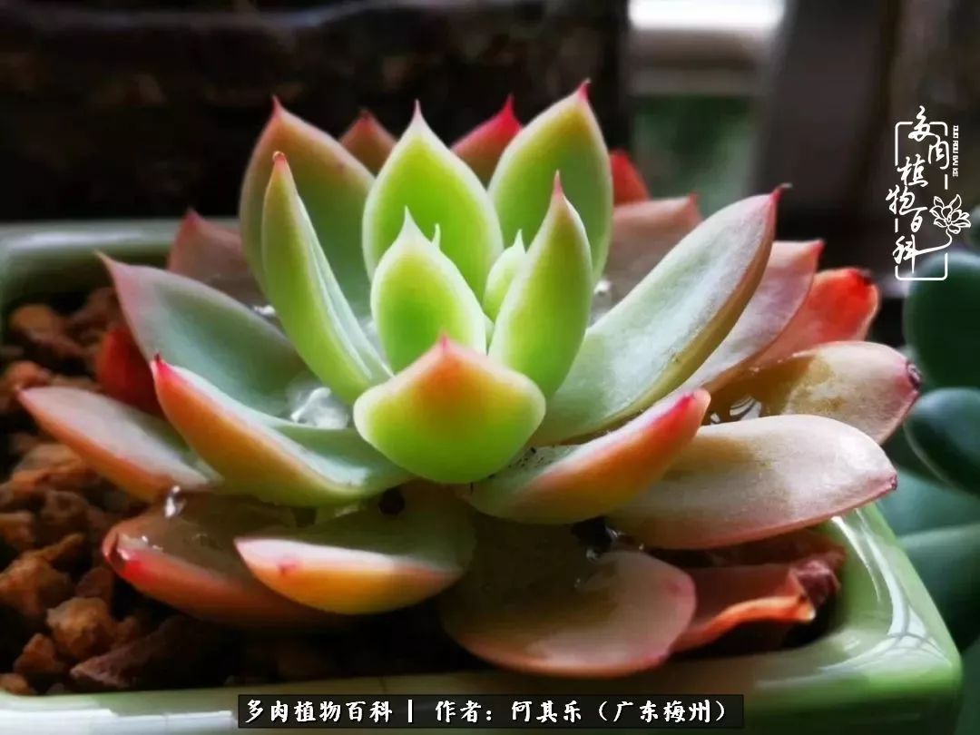 我的阳台“肉园”,看着它们,亦可醉生梦死了