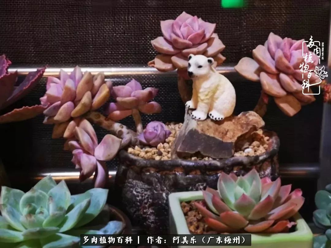 我的阳台“肉园”,看着它们,亦可醉生梦死了