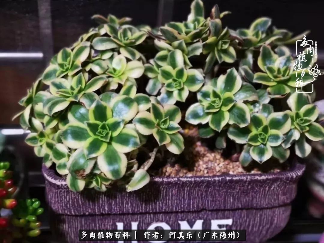 我的阳台“肉园”,看着它们,亦可醉生梦死了