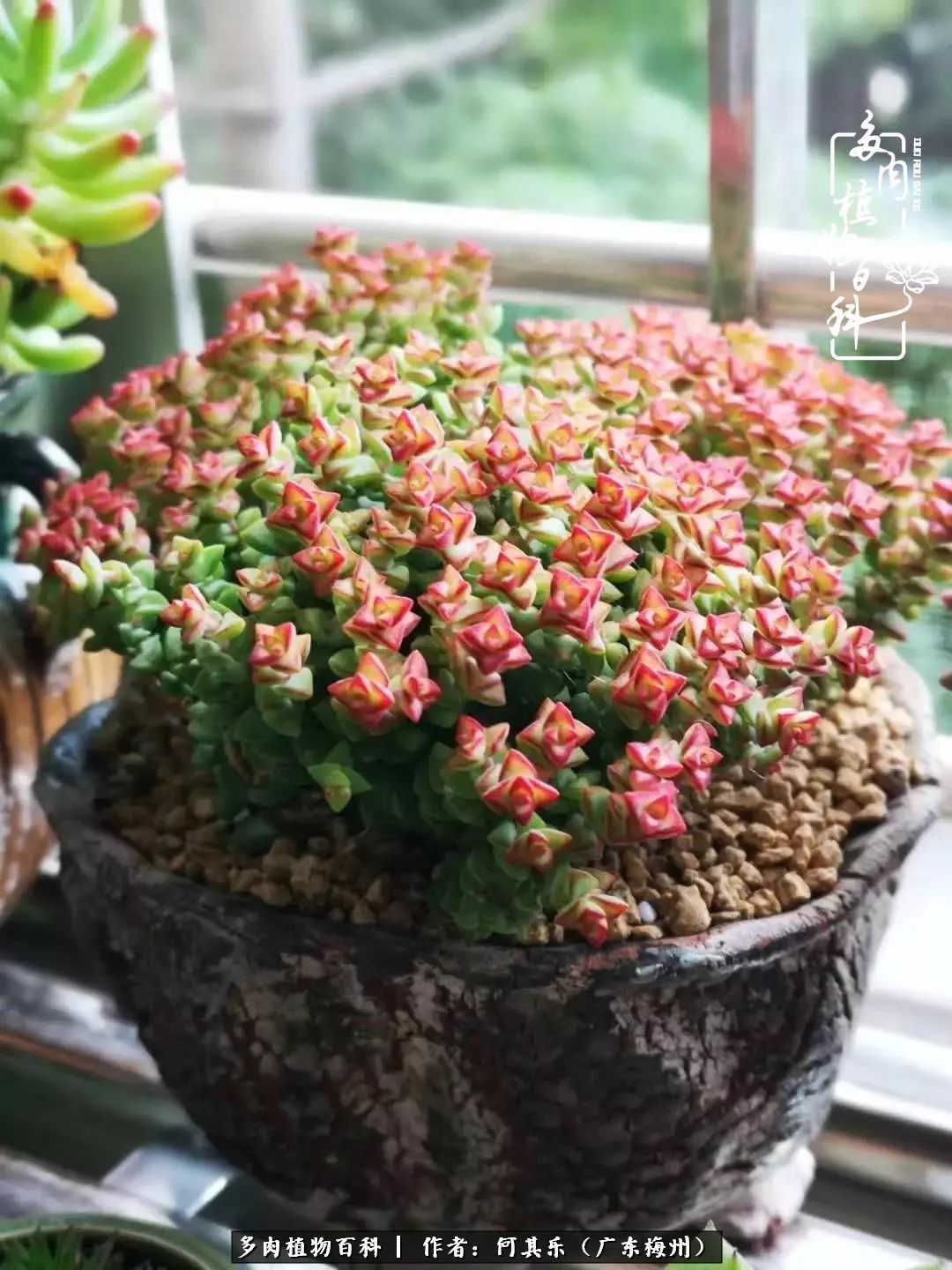 我的阳台“肉园”,看着它们,亦可醉生梦死了