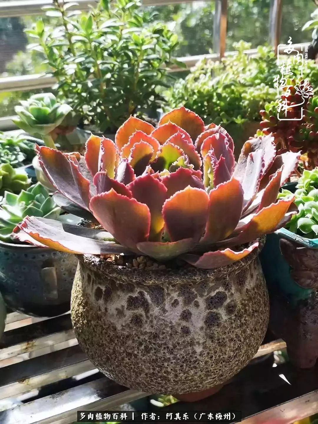 我的阳台“肉园”,看着它们,亦可醉生梦死了