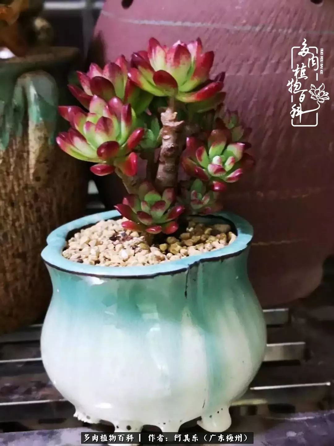 我的阳台“肉园”,看着它们,亦可醉生梦死了