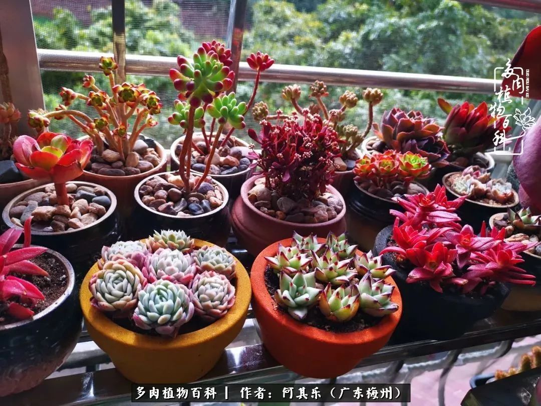 我的阳台“肉园”,看着它们,亦可醉生梦死了