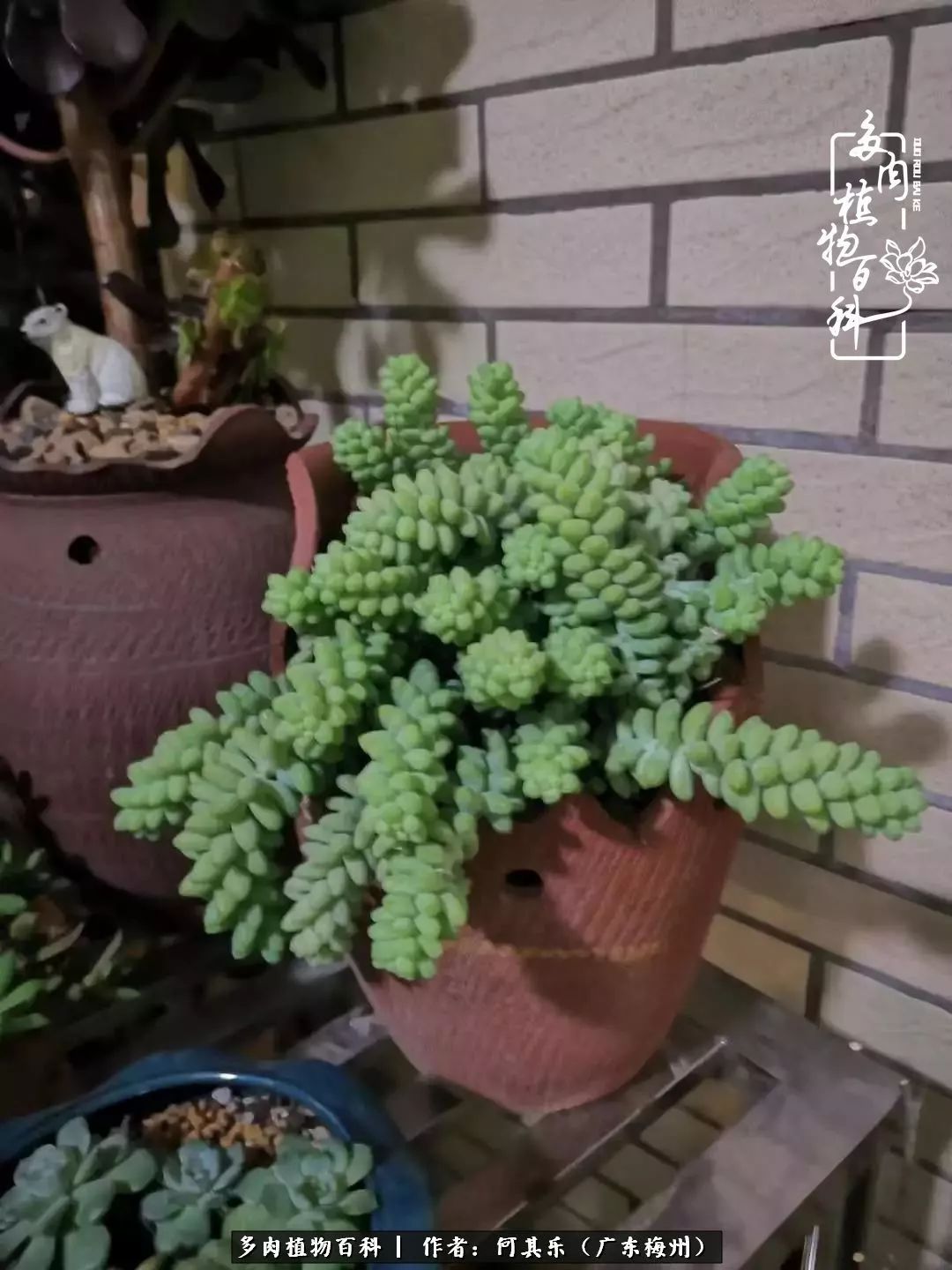 我的阳台“肉园”,看着它们,亦可醉生梦死了