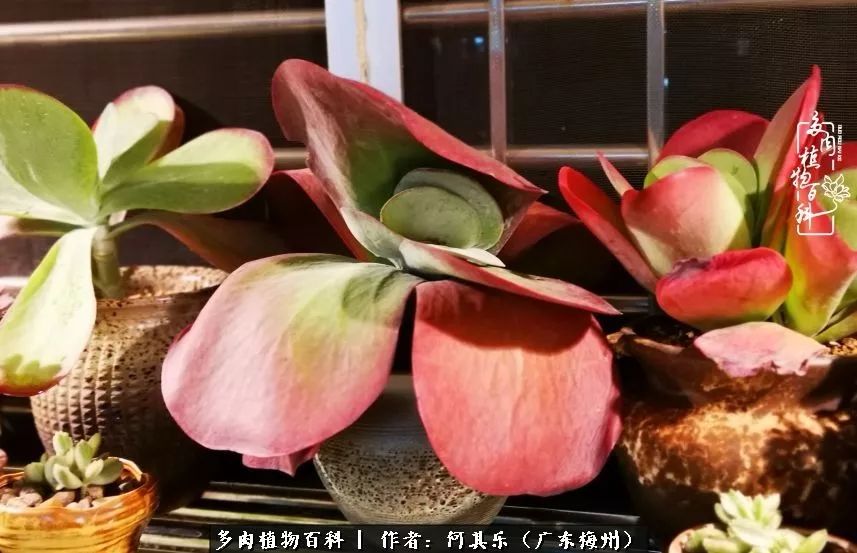 我的阳台“肉园”,看着它们,亦可醉生梦死了