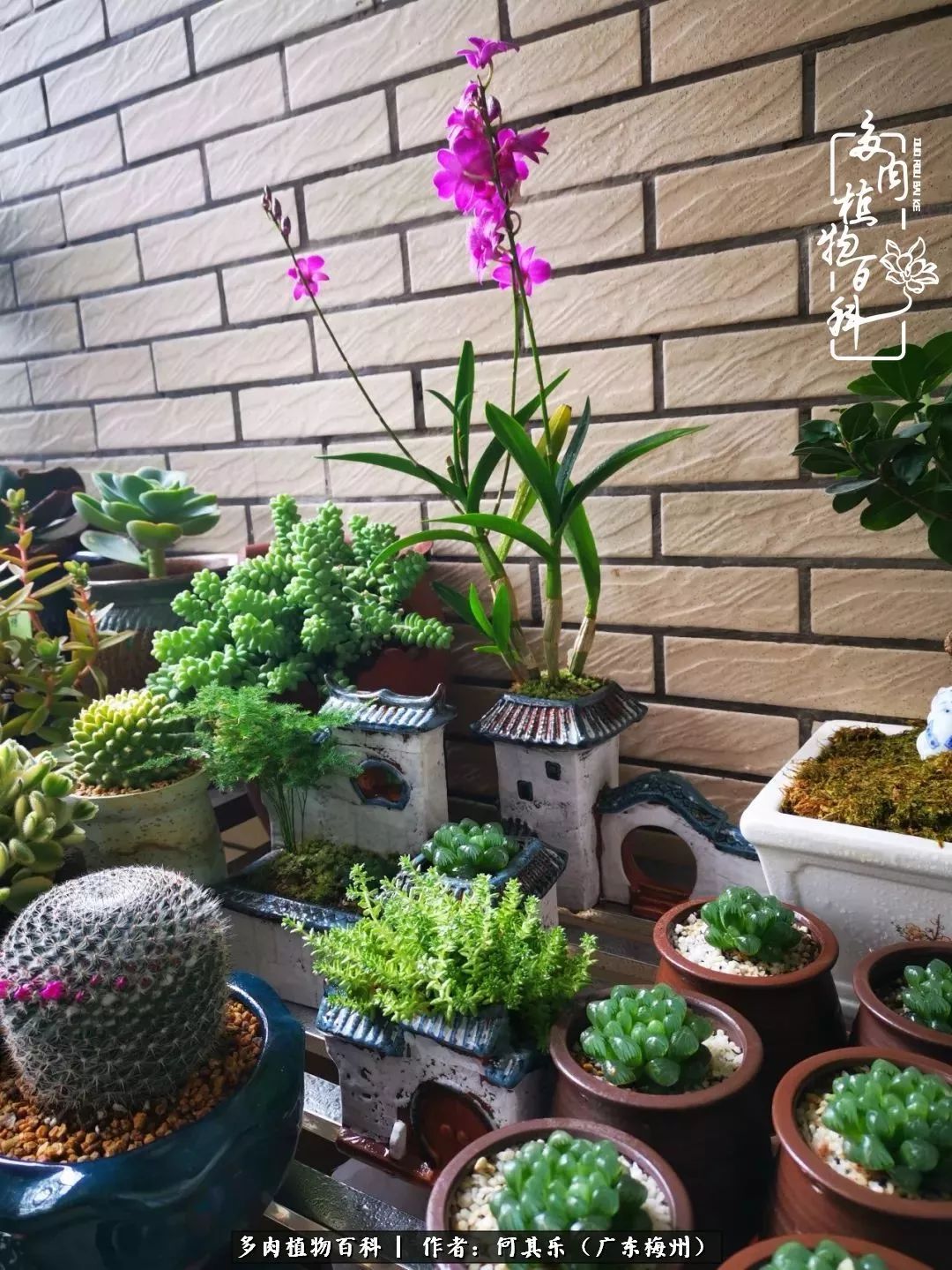 我的阳台“肉园”,看着它们,亦可醉生梦死了