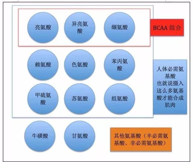 护肝，选择高支链氨基酸饮食